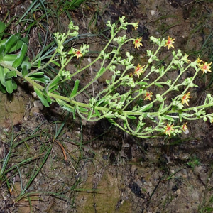 Photographie n°2543382 du taxon Saxifraga mutata L.