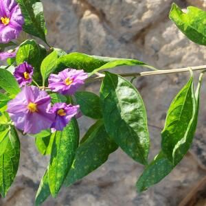  - Lycianthes rantonnetii (Carrière ex Lesc.) Bitter