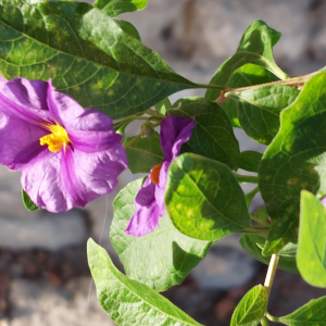  - Lycianthes rantonnetii (Carrière ex Lesc.) Bitter