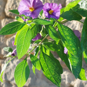  - Lycianthes rantonnetii (Carrière ex Lesc.) Bitter