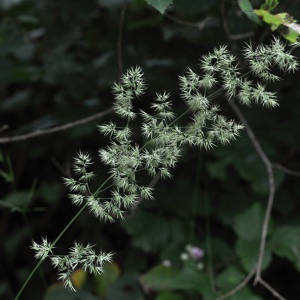 Photographie n°2543423 du taxon Calamagrostis arundinacea (L.) Roth