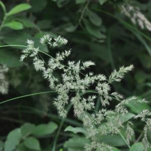 Photographie n°2543424 du taxon Calamagrostis arundinacea (L.) Roth