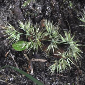 Photographie n°2543442 du taxon Calamagrostis arundinacea (L.) Roth