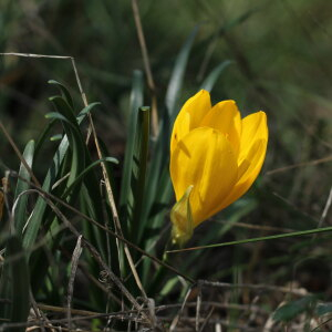 Photographie n°2543473 du taxon Sternbergia lutea (L.) Ker Gawl. ex Spreng.