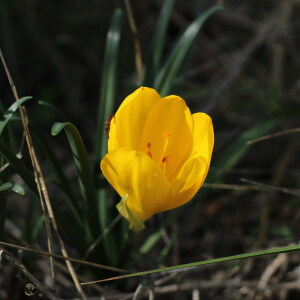  - Sternbergia lutea (L.) Ker Gawl. ex Spreng.