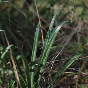  - Sternbergia lutea (L.) Ker Gawl. ex Spreng.