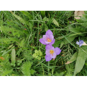 Crocus speciosus M.Bieb. (Bieberstein's Crocus)