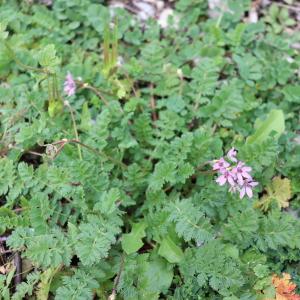 Photographie n°2543524 du taxon Erodium cicutarium (L.) L'Hér. [1789]