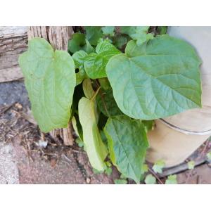 Catalpa sp.