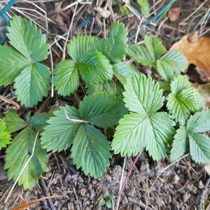 Photographie n°2543548 du taxon Fragaria L.