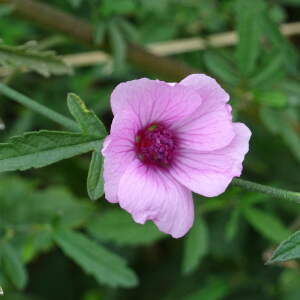 Photographie n°2543560 du taxon Althaea cannabina L.