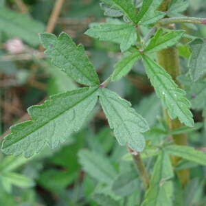 Photographie n°2543562 du taxon Althaea cannabina L.