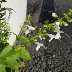 Photographie n°2543583 du taxon Salvia L.