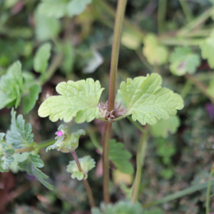 Photographie n°2543601 du taxon Lamium amplexicaule L.