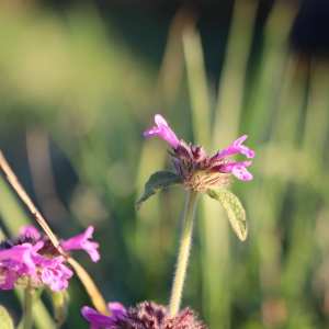 Photographie n°2543630 du taxon Clinopodium vulgare L. [1753]