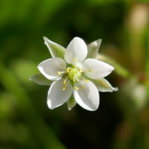 Photographie n°2543633 du taxon Spergula arvensis L.