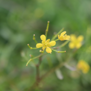 Photographie n°2543639 du taxon Rorippa sylvestris (L.) Besser [1821]