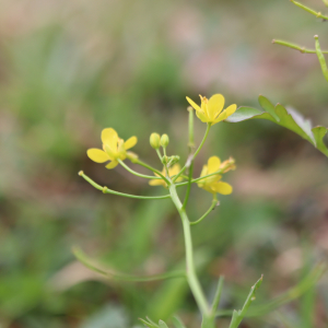 Photographie n°2543640 du taxon Rorippa sylvestris (L.) Besser [1821]