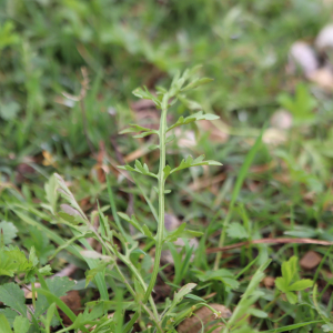 Photographie n°2543642 du taxon Rorippa sylvestris (L.) Besser [1821]