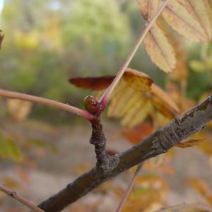 Photographie n°2543645 du taxon Sorbus domestica L.