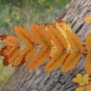 Photographie n°2543646 du taxon Sorbus domestica L.