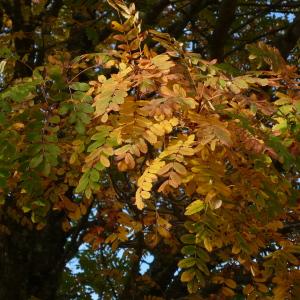 Photographie n°2543647 du taxon Sorbus domestica L.