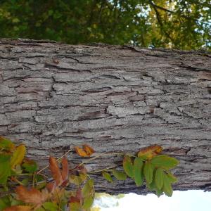 Photographie n°2543648 du taxon Sorbus domestica L.