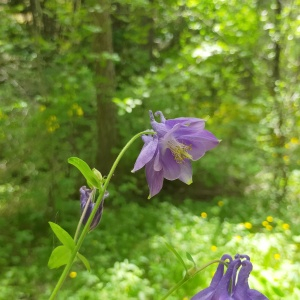 Photographie n°2543670 du taxon Aquilegia vulgaris L.