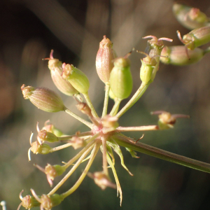 Photographie n°2543678 du taxon Cervaria rivini Gaertn.