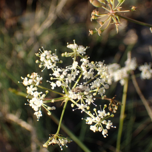 Photographie n°2543680 du taxon Cervaria rivini Gaertn.