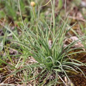 Photographie n°2543691 du taxon Ranunculus gramineus L. [1753]