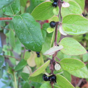 Photographie n°2543708 du taxon Lonicera japonica Thunb. [1784]