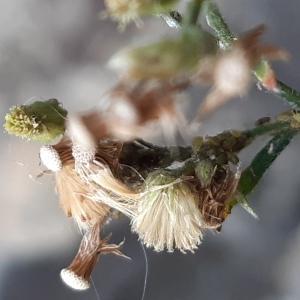 Photographie n°2543718 du taxon Erigeron sumatrensis Retz.