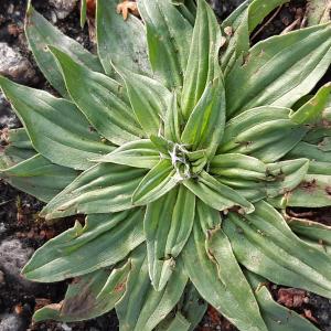 Photographie n°2543737 du taxon Plantago L.