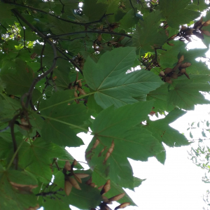 Photographie n°2543771 du taxon Acer pseudoplatanus L.