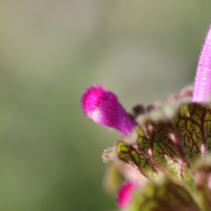 Photographie n°2543842 du taxon Lamium amplexicaule L.