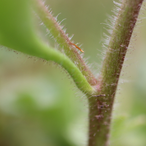 Photographie n°2543870 du taxon Saxifraga granulata L. [1753]