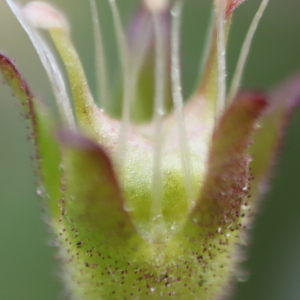 Photographie n°2543873 du taxon Saxifraga granulata L. [1753]