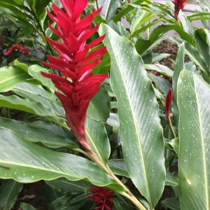  - Alpinia purpurata Vieill. ex K. Schum. [1904]