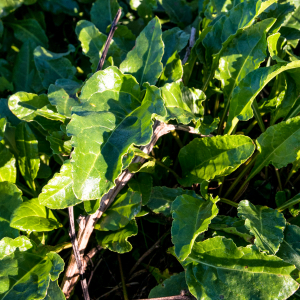  - Beta vulgaris subsp. maritima (L.) Arcang.