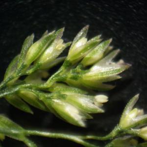 Photographie n°2543909 du taxon Polypogon viridis (Gouan) Breistr. [1966]