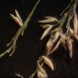 Photographie n°2543910 du taxon Polypogon viridis (Gouan) Breistr. [1966]