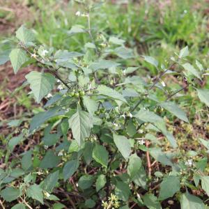 Photographie n°2543933 du taxon Solanum nigrum L. [1753]