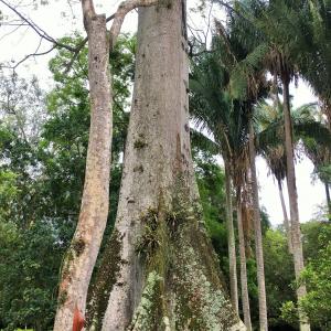 Photographie n°2543966 du taxon Ceiba pentandra (L.) Gaertn. [1791]