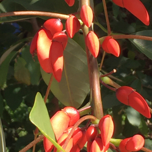 Photographie n°2544024 du taxon Erythrina crista-galli L. [1767]