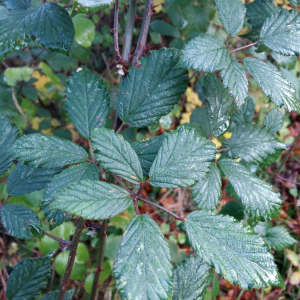  - Rubus elegantispinosus (A.Schumach.) H.E.Weber [1974]