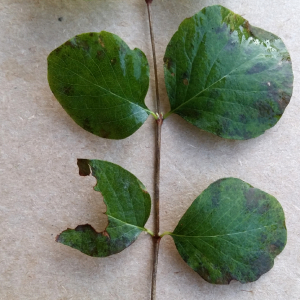  - Symphoricarpos albus var. laevigatus (Fernald) S.F.Blake [1914]