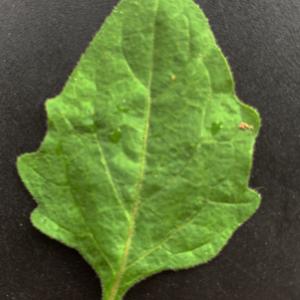 Photographie n°2544095 du taxon Solanum nigrum L. [1753]