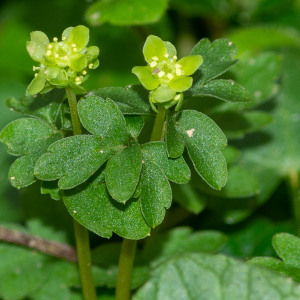 Photographie n°2544107 du taxon Adoxa moschatellina L.