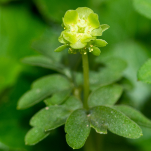 Photographie n°2544109 du taxon Adoxa moschatellina L.